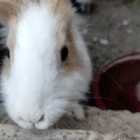 خرگوش|موش و خرگوش|کاشان, باهنر|دیوار