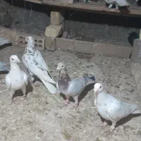 حدود۴۰عددکبوترهفترنگوسیاهپوش