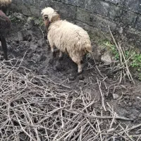 دوراس بره ای نر