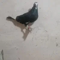 پلنگ با زاغ دم سفید