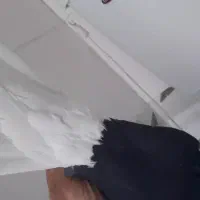 کفتر