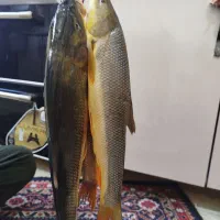 ماهی کردستان سد و رودخانه|ماهی|دیواندره, |دیوار