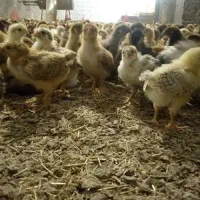 جوجه گلپایگانی اصفهان