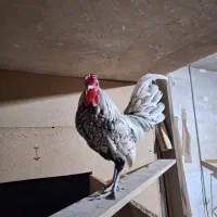 خروس مینیاتوری