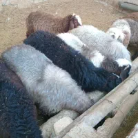 بره برای پروار شراکتی