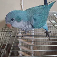 جوجه راهب گمشده