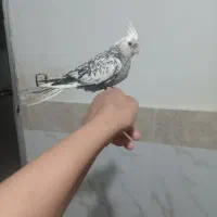 دوعدد جوجه عروس