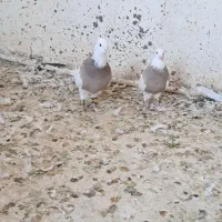 طوقی|پرنده|ایلام, |دیوار