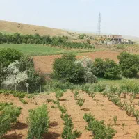 گلاب عسل کشمش