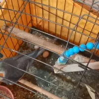 عروس هلندی نر و ماده تخم گذار|پرنده|قزوین, |دیوار