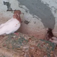 ماده زاغ دم سفید نر پلنگ ماده کله‌ی|پرنده|دورود, |دیوار