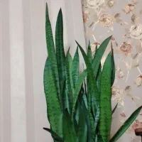 اجاره مغازه ۸ متری