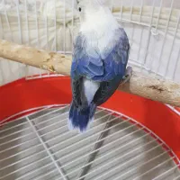 طوطی برزیلی نر مست