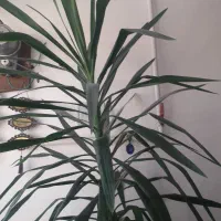 گل تزئینی دیفن‌..نخل|گل و گیاه طبیعی|گوآور, |دیوار