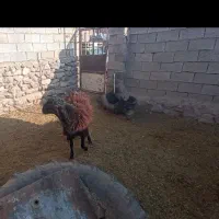 بره قوچی|حیوانات مزرعه|نیشابور, شهرک فیروزه|دیوار