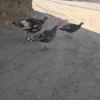 خروس و بوقلمون|حیوانات مزرعه|کهنوج, |دیوار