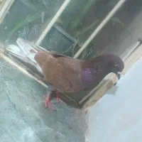 فروش کبوتر تکپر