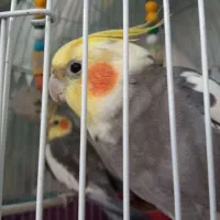 عروس هلندی ابلغ و سیامون|پرنده|تربتحیدریه, حاجی یار|دیوار