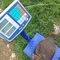 بوقلمون ماده دم تخم