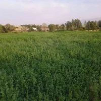 زمین فروشی فوری|فروش خانه و ویلا|ارژن, |دیوار