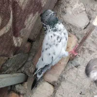 پرنده کبوتر|پرنده|ایرانشهر, |دیوار