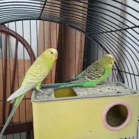 پرنده های خوب