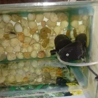 اکواریوم سالم|ماهی|بومهن, |دیوار