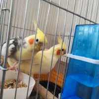 عروس هلندی