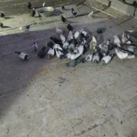 کبوتر پرشی|پرنده|شیراز, دوکوهک|دیوار