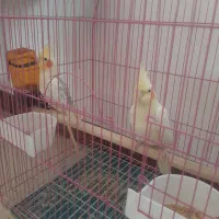 عروس.عروس هلندی|پرنده|تهران, شهرک رضویه|دیوار