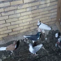 کبوتر رنگی دوری|پرنده|اهواز, زرگان|دیوار