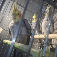 پرنده|پرنده|کرج, بنیاد|دیوار