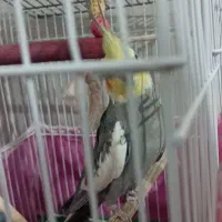 عروس هلندی نر|پرنده|پاکدشت, خاتون آباد|دیوار