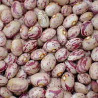لوبیا چیتی