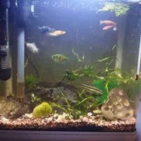 آکواریوم کامل|ماهی|زاهدان, |دیوار