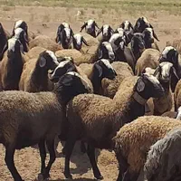 خواف ارسال میگردد میش 2 بره زا گوسفند شالی ژَن|حراج|خواف, |دیوار
