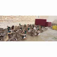 اردک سرسبز اخظیری مرغ غاز|حیوانات مزرعه|حمیدیه, |دیوار