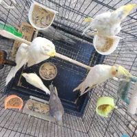 5تا عروس هلندی