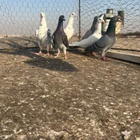 کبوترخطی|پرنده|اقبالیه, |دیوار