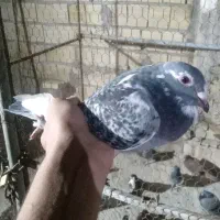 کبوتر|پرنده|یزد, |دیوار
