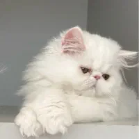 گربه  پرشین  سوپر فلت پسر ۳ ماهه|گربه|تبریز, |دیوار