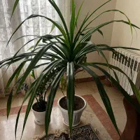 گل پاندانوس بزرگ