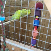 مرغ عشق مولد با جوجه و تخم