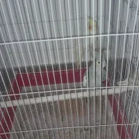 یک‌جفت عروس هلندی