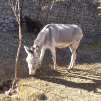 خر جوان و سالم