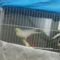 عروس هلندی مولد|پرنده|شهریار, شهرک شاهد|دیوار