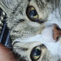 واگذاری گربه|گربه|میانه, |دیوار