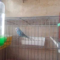 فروش مرغ عشق|پرنده|اندیشه, اندیشه فاز ۱|دیوار