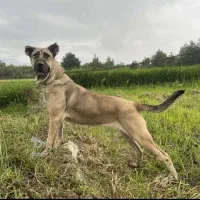 سگ سرابی اصیل