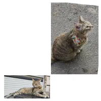 گربه ام گمشده